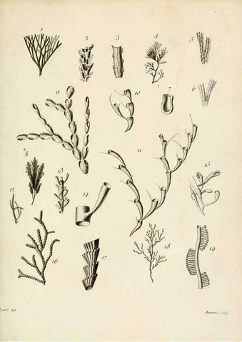 Reproducción/Reproduction 8423214615: Exposition méthodique des genres de l'ordre des polypiers :. Paris :Agasse,1821.