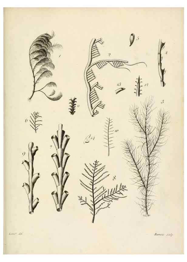 Reproducción/Reproduction 8424304794: Exposition méthodique des genres de l'ordre des polypiers :. Paris :Agasse,1821.