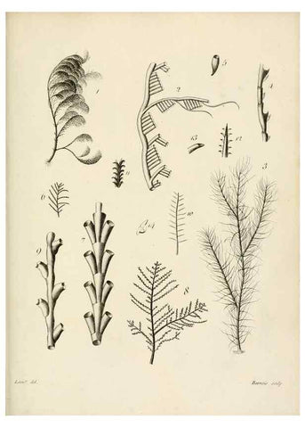 Reproducción/Reproduction 8424304794: Exposition méthodique des genres de l'ordre des polypiers :. Paris :Agasse,1821.