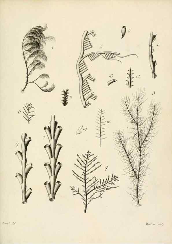 Reproducción/Reproduction 8424304794: Exposition méthodique des genres de l'ordre des polypiers :. Paris :Agasse,1821.