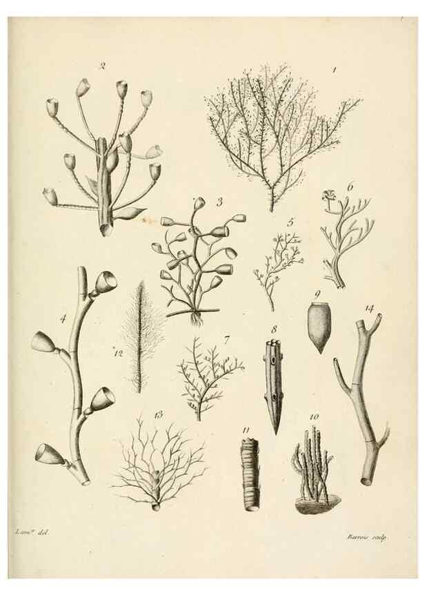 Reproducción/Reproduction 8423215515: Exposition méthodique des genres de l'ordre des polypiers :. Paris :Agasse,1821.