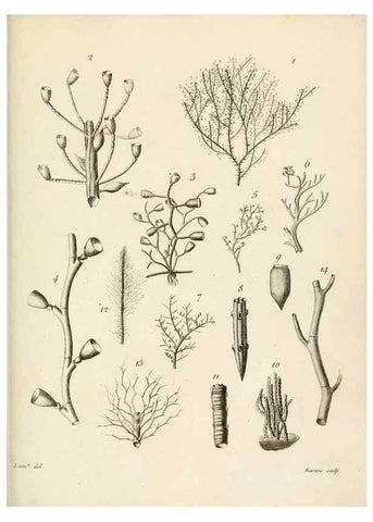 Reproducción/Reproduction 8423215515: Exposition méthodique des genres de l'ordre des polypiers :. Paris :Agasse,1821.
