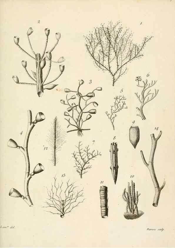 Reproducción/Reproduction 8423215515: Exposition méthodique des genres de l'ordre des polypiers :. Paris :Agasse,1821.