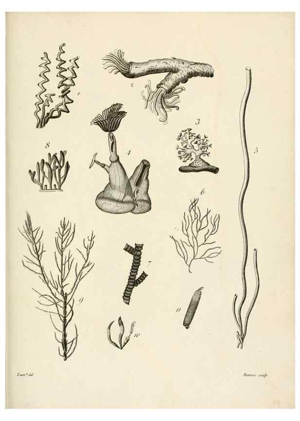 Reproducción/Reproduction 8423215827: Exposition méthodique des genres de l'ordre des polypiers :. Paris :Agasse,1821.