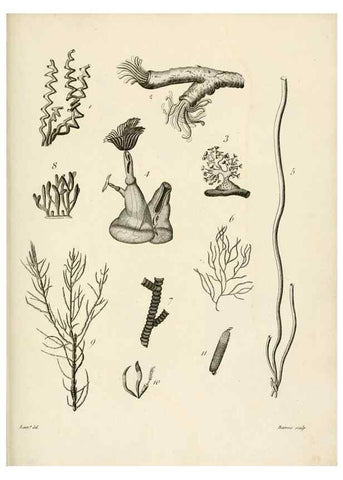 Reproducción/Reproduction 8423215827: Exposition méthodique des genres de l'ordre des polypiers :. Paris :Agasse,1821.