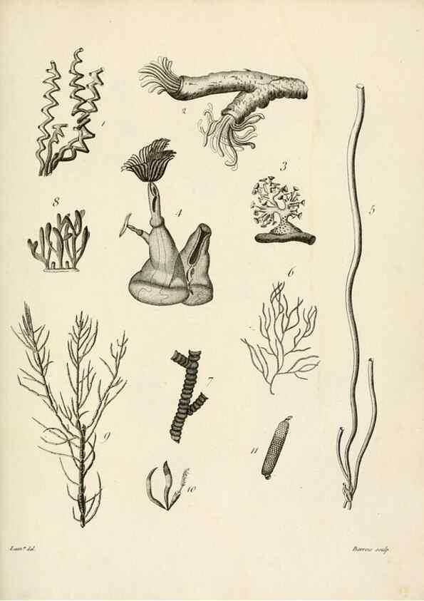 Reproducción/Reproduction 8423215827: Exposition méthodique des genres de l'ordre des polypiers :. Paris :Agasse,1821.