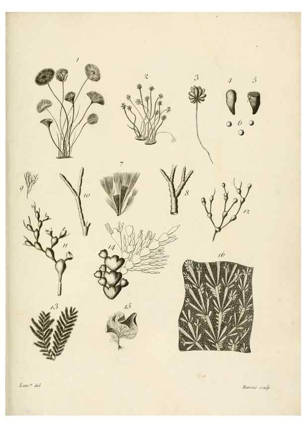 Reproducción/Reproduction 8423216175: Exposition méthodique des genres de l'ordre des polypiers :. Paris :Agasse,1821.