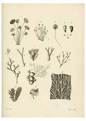 Reproducción/Reproduction 8423216175: Exposition méthodique des genres de l'ordre des polypiers :. Paris :Agasse,1821.