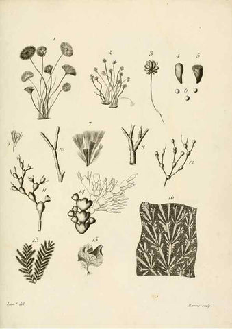 Reproducción/Reproduction 8423216175: Exposition méthodique des genres de l'ordre des polypiers :. Paris :Agasse,1821.