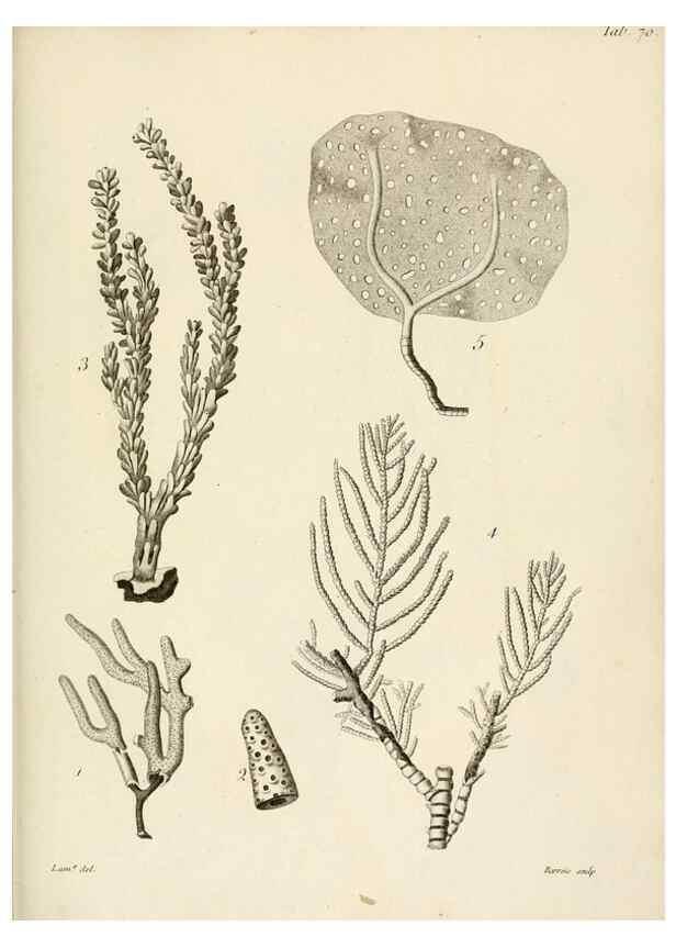 Reproducción/Reproduction 8423216507: Exposition méthodique des genres de l'ordre des polypiers :. Paris :Agasse,1821.