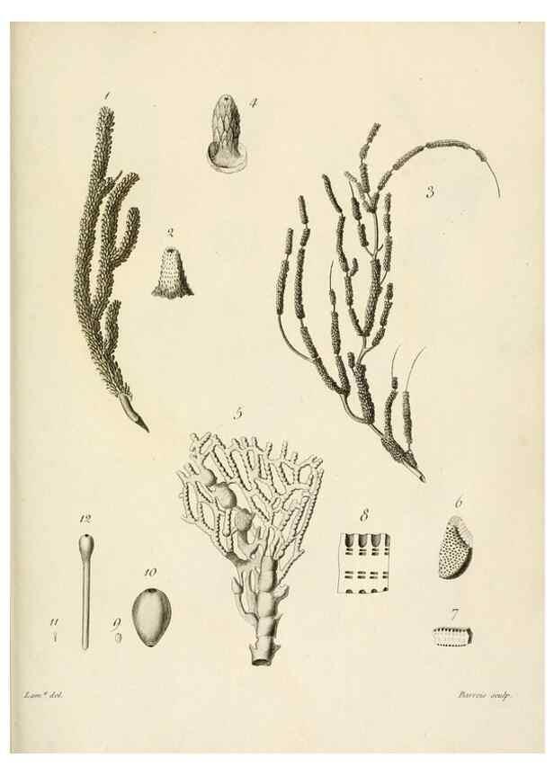 Reproducción/Reproduction 8423216891: Exposition méthodique des genres de l'ordre des polypiers :. Paris :Agasse,1821.