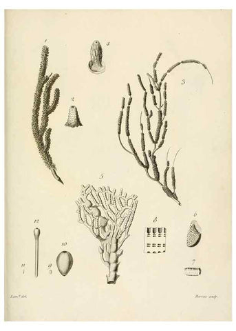 Reproducción/Reproduction 8423216891: Exposition méthodique des genres de l'ordre des polypiers :. Paris :Agasse,1821.