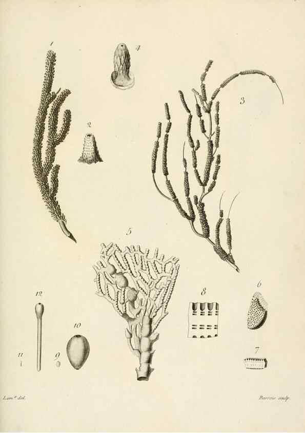 Reproducción/Reproduction 8423216891: Exposition méthodique des genres de l'ordre des polypiers :. Paris :Agasse,1821.