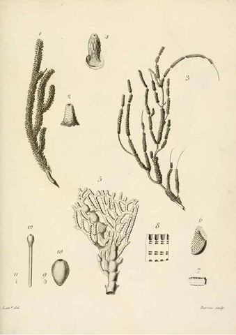 Reproducción/Reproduction 8423216891: Exposition méthodique des genres de l'ordre des polypiers :. Paris :Agasse,1821.