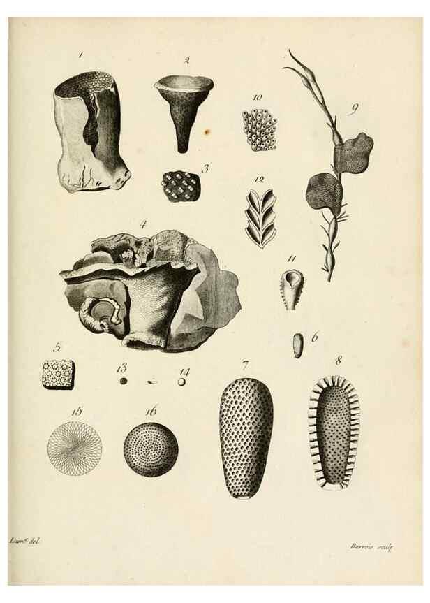 Reproducción/Reproduction 8423217251: Exposition méthodique des genres de l'ordre des polypiers :. Paris :Agasse,1821.