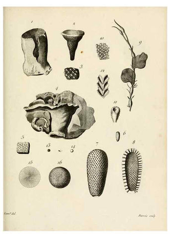 Reproducción/Reproduction 8423217251: Exposition méthodique des genres de l'ordre des polypiers :. Paris :Agasse,1821.