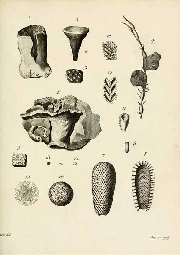 Reproducción/Reproduction 8423217251: Exposition méthodique des genres de l'ordre des polypiers :. Paris :Agasse,1821.