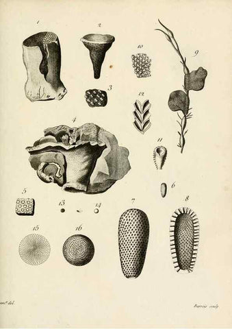 Reproducción/Reproduction 8423217251: Exposition méthodique des genres de l'ordre des polypiers :. Paris :Agasse,1821.