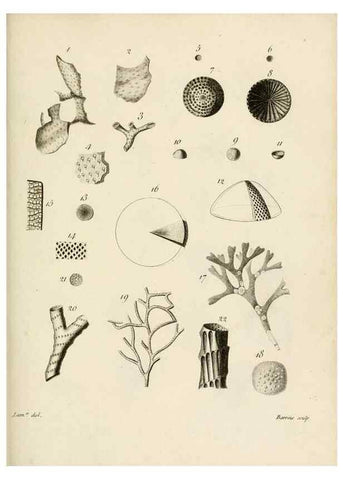 Reproducción/Reproduction 8424307616: Exposition méthodique des genres de l'ordre des polypiers :. Paris :Agasse,1821.