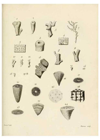 Reproducción/Reproduction 8424307948: Exposition méthodique des genres de l'ordre des polypiers :. Paris :Agasse,1821.