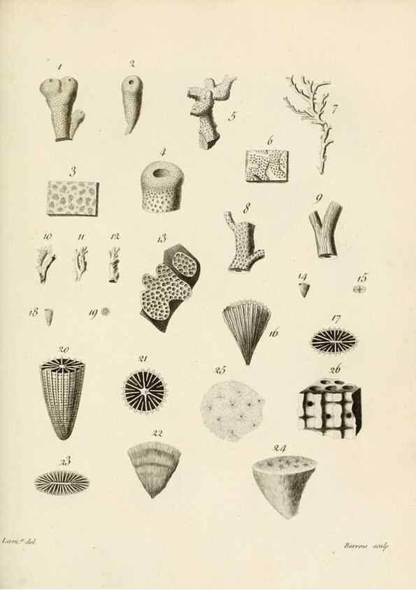 Reproducción/Reproduction 8424307948: Exposition méthodique des genres de l'ordre des polypiers :. Paris :Agasse,1821.