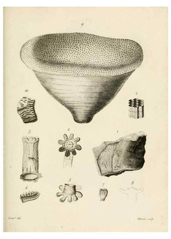 Reproducción/Reproduction 8423218605: Exposition méthodique des genres de l'ordre des polypiers :. Paris :Agasse,1821.