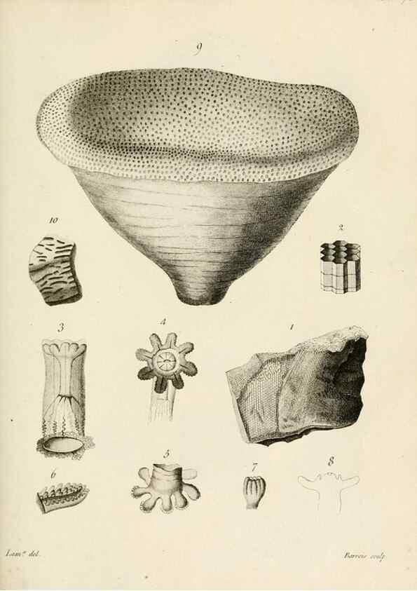 Reproducción/Reproduction 8423218605: Exposition méthodique des genres de l'ordre des polypiers :. Paris :Agasse,1821.