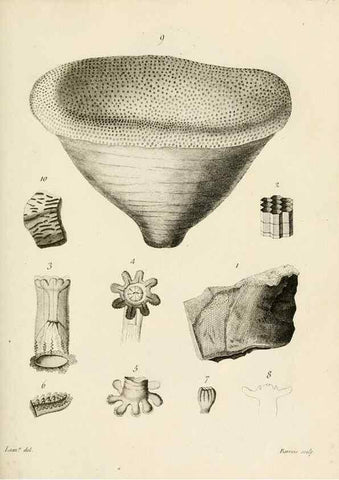 Reproducción/Reproduction 8423218605: Exposition méthodique des genres de l'ordre des polypiers :. Paris :Agasse,1821.