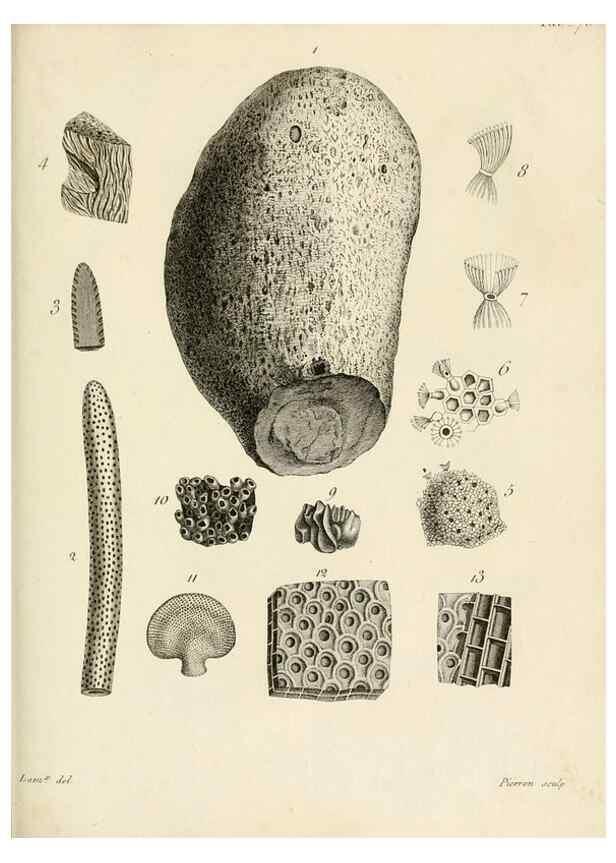 Reproducción/Reproduction 8424309096: Exposition méthodique des genres de l'ordre des polypiers :. Paris :Agasse,1821.