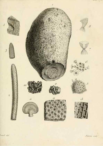 Reproducción/Reproduction 8424309096: Exposition méthodique des genres de l'ordre des polypiers :. Paris :Agasse,1821.