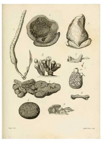 Reproducción/Reproduction 8424309666: Exposition méthodique des genres de l'ordre des polypiers :. Paris :Agasse,1821.