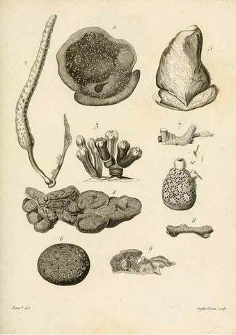 Reproducción/Reproduction 8424309666: Exposition méthodique des genres de l'ordre des polypiers :. Paris :Agasse,1821.