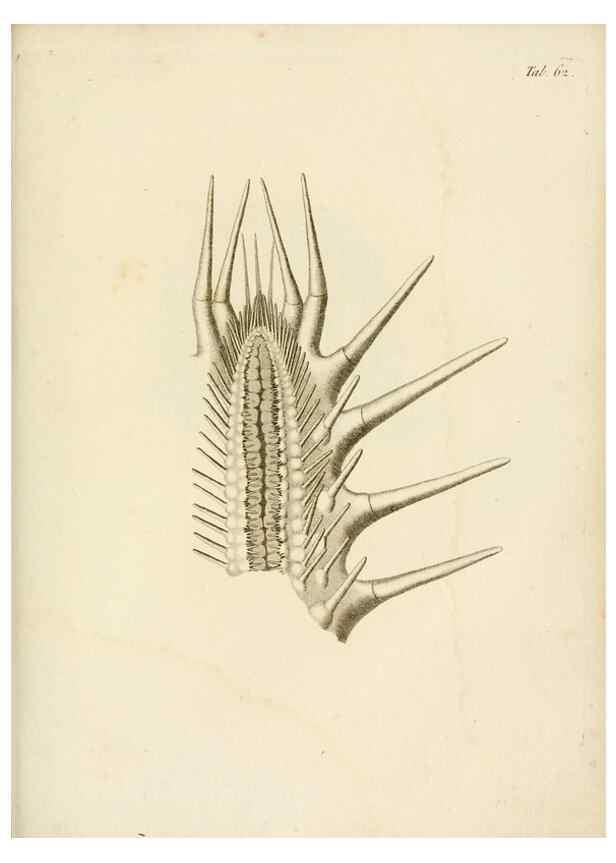 Reproducción/Reproduction 8423213583: Exposition méthodique des genres de l'ordre des polypiers :. Paris :Agasse,1821.