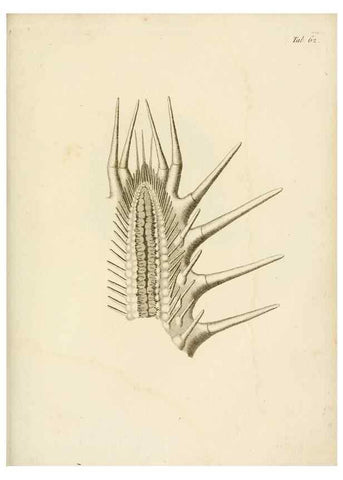 Reproducción/Reproduction 8423213583: Exposition méthodique des genres de l'ordre des polypiers :. Paris :Agasse,1821.