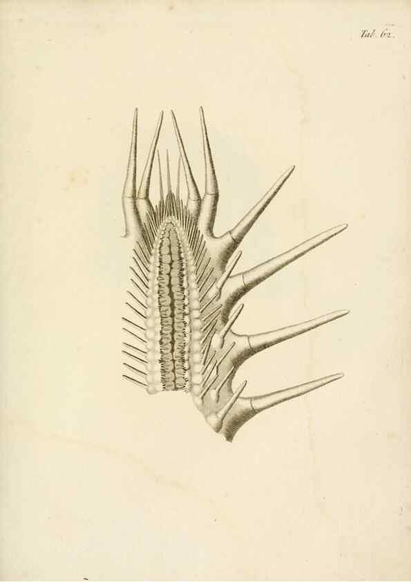 Reproducción/Reproduction 8423213583: Exposition méthodique des genres de l'ordre des polypiers :. Paris :Agasse,1821.