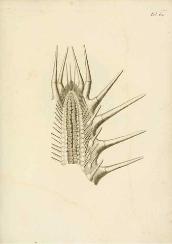 Reproducción/Reproduction 8423213583: Exposition méthodique des genres de l'ordre des polypiers :. Paris :Agasse,1821.