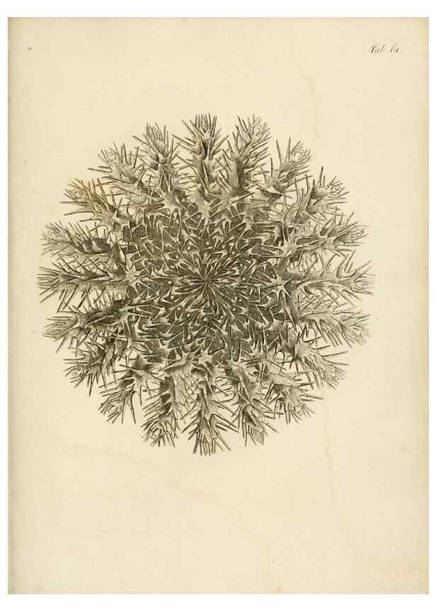 Reproducción/Reproduction 8424303090: Exposition méthodique des genres de l'ordre des polypiers :. Paris :Agasse,1821.