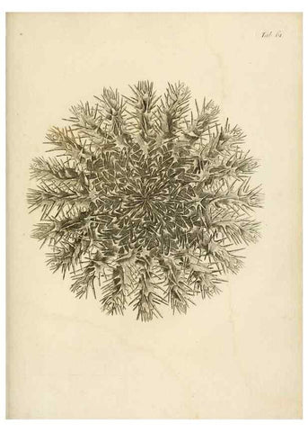 Reproducción/Reproduction 8424303090: Exposition méthodique des genres de l'ordre des polypiers :. Paris :Agasse,1821.