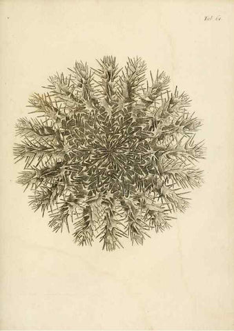 Reproducción/Reproduction 8424303090: Exposition méthodique des genres de l'ordre des polypiers :. Paris :Agasse,1821.