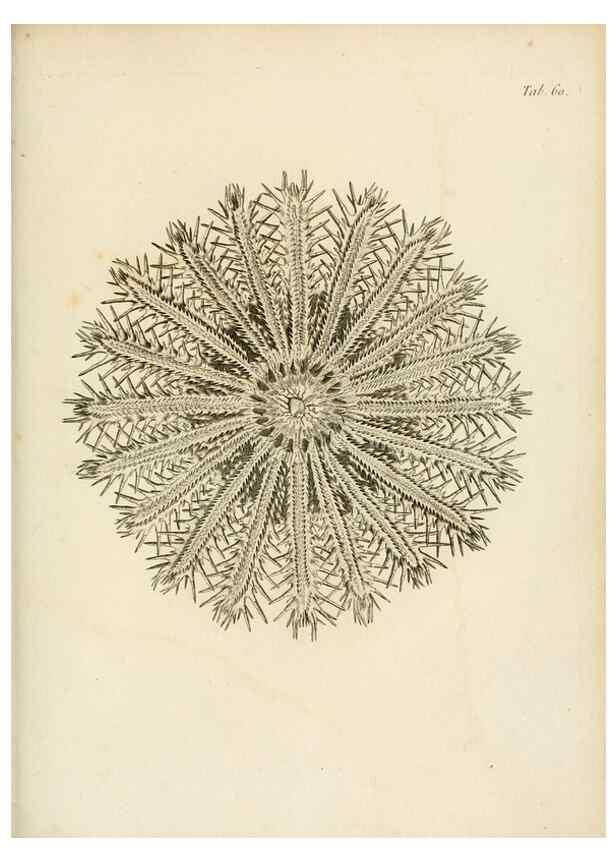 Reproducción/Reproduction 8423212771: Exposition méthodique des genres de l'ordre des polypiers :. Paris :Agasse,1821.