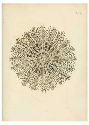 Reproducción/Reproduction 8423212771: Exposition méthodique des genres de l'ordre des polypiers :. Paris :Agasse,1821.