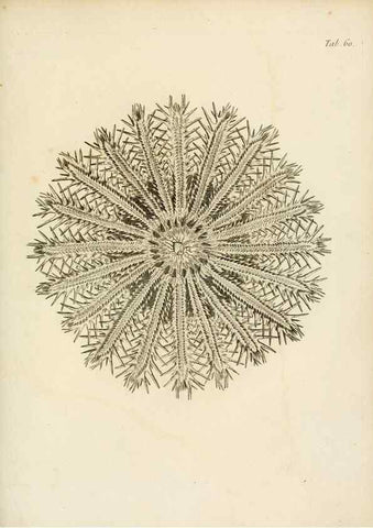 Reproducción/Reproduction 8423212771: Exposition méthodique des genres de l'ordre des polypiers :. Paris :Agasse,1821.