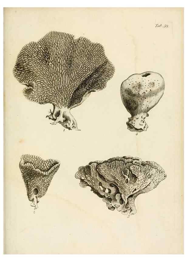 Reproducción/Reproduction 8423212361: Exposition méthodique des genres de l'ordre des polypiers :. Paris :Agasse,1821.