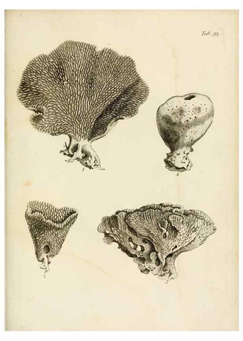 Reproducción/Reproduction 8423212361: Exposition méthodique des genres de l'ordre des polypiers :. Paris :Agasse,1821.