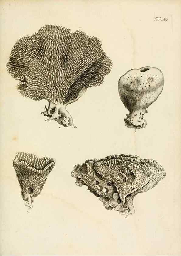 Reproducción/Reproduction 8423212361: Exposition méthodique des genres de l'ordre des polypiers :. Paris :Agasse,1821.
