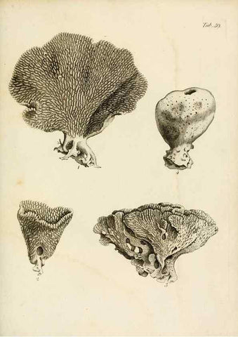 Reproducción/Reproduction 8423212361: Exposition méthodique des genres de l'ordre des polypiers :. Paris :Agasse,1821.