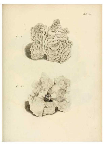 Reproducción/Reproduction 8423203773: Exposition méthodique des genres de l'ordre des polypiers :. Paris :Agasse,1821.
