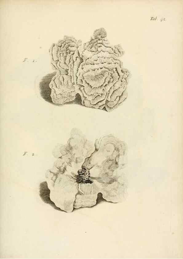 Reproducción/Reproduction 8423203773: Exposition méthodique des genres de l'ordre des polypiers :. Paris :Agasse,1821.