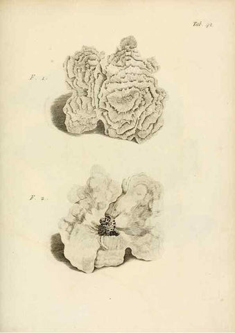 Reproducción/Reproduction 8423203773: Exposition méthodique des genres de l'ordre des polypiers :. Paris :Agasse,1821.
