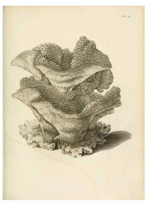 Reproducción/Reproduction 8424293770: Exposition méthodique des genres de l'ordre des polypiers :. Paris :Agasse,1821.